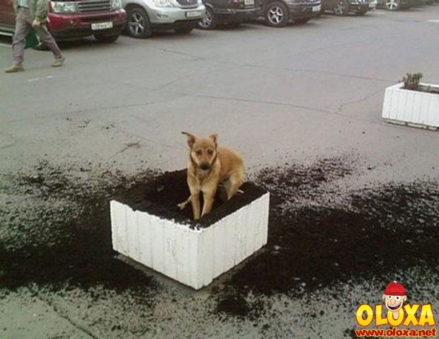 cachorros e traquinagens (23)