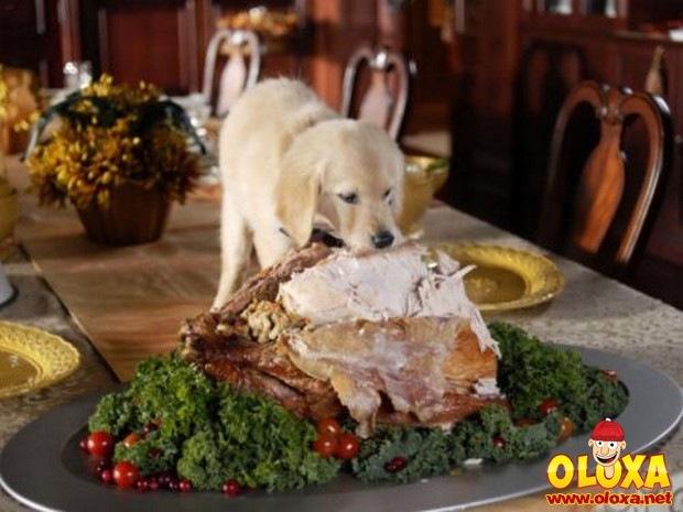 cachorros e traquinagens (25)