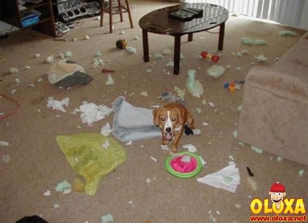 cachorros e traquinagens (2)