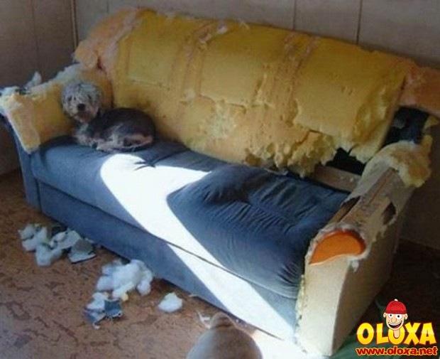 cachorros e traquinagens (3)