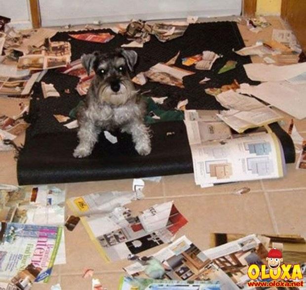 cachorros e traquinagens (4)