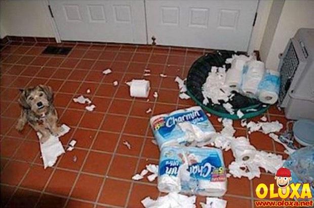 cachorros e traquinagens (5)