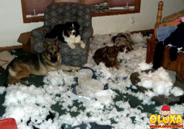 cachorros e traquinagens (6)