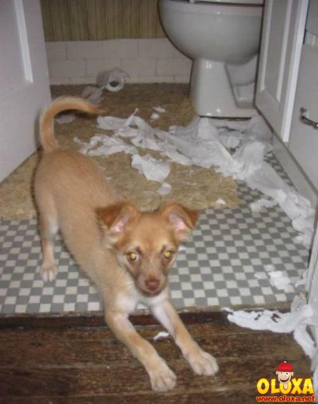 cachorros e traquinagens (9)