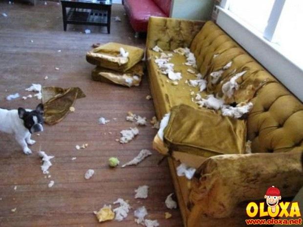 cachorros e traquinagens