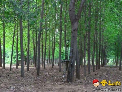 camouflage-art-liu-bolin-4