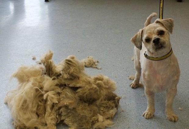 Cão abandonado ganha “corte de cabelo” e vira outro bicho 15 Cão abandonado