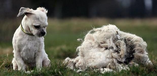 Cão abandonado ganha “corte de cabelo” e vira outro bicho 16 Cão abandonado
