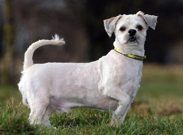 Cão abandonado ganha “corte de cabelo” e vira outro bicho 18 Cão abandonado