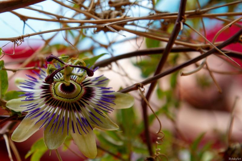Morena gostosa peladinha pegando sol na piscina bem delicia 