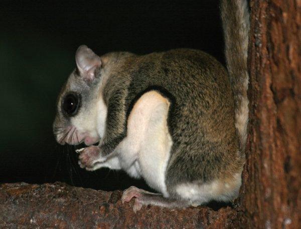 curiosidades curiosas animais em extintos 2