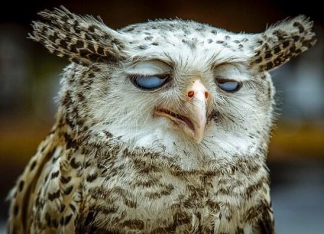 Animais que foram flagrados em posições desagradaveis