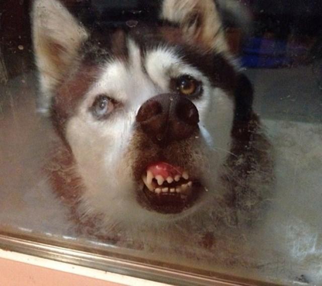 curiosidades curiosas animais3