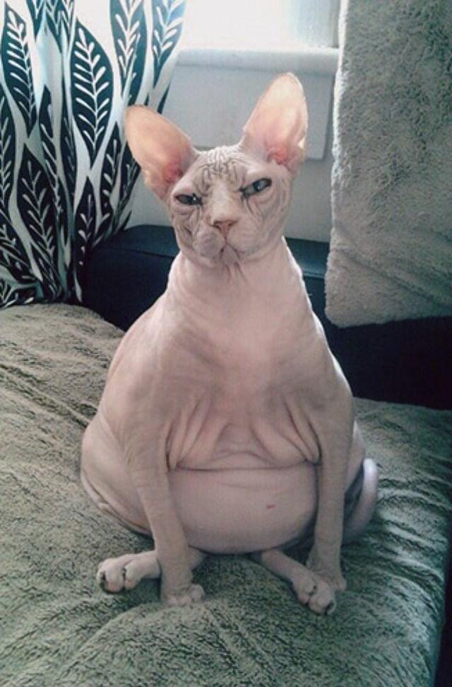 curiosidades curiosas animais8