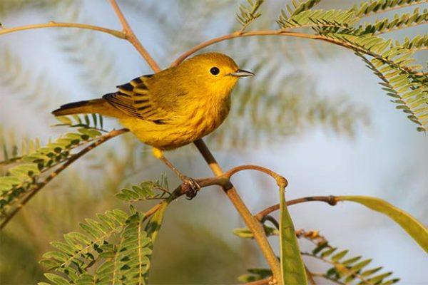 curiosidades curiosas animaiss3