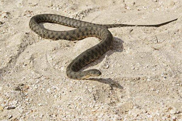 curiosidades curiosas animaiss4