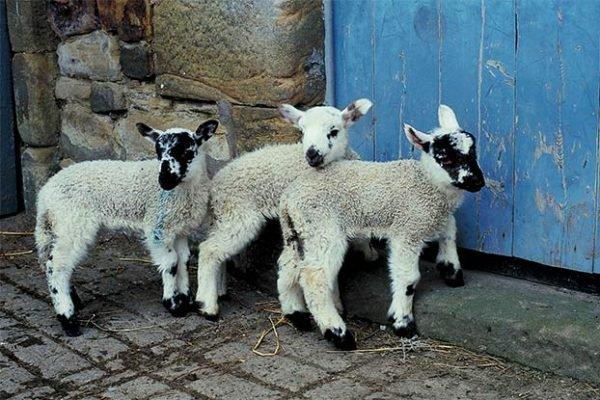 curiosidades curiosas animaiss5