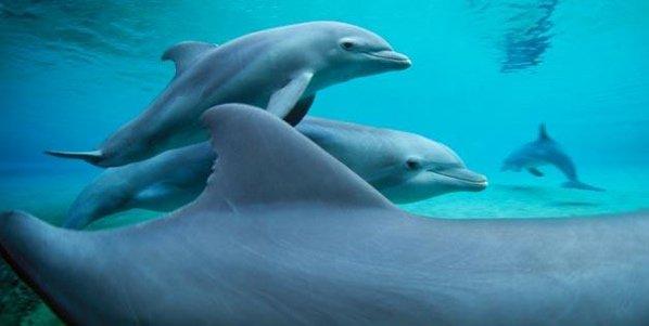 Conheça alguns animais que tem comportamento homossexual