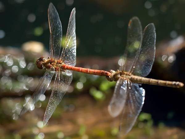 curiosidades curiosas comportamento