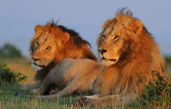 curiosidades curiosas comportamento