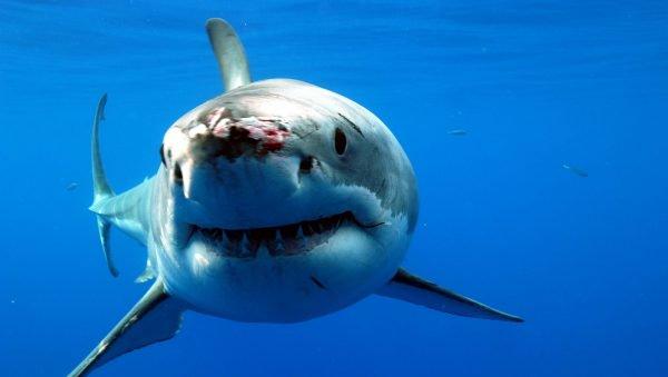 curiosidades curiosas tecnicas de fuga 1