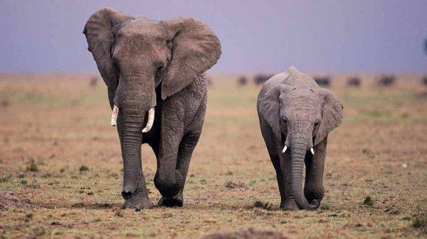 curiosidades curiosas tecnicas de fuga 4