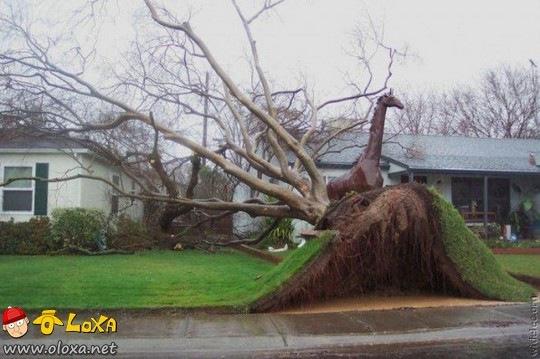  e estranhos acidentes de carro (26)