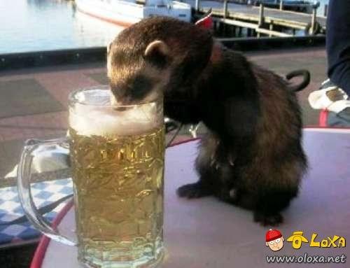 drunk-animals-0
