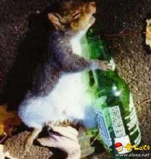 drunk-animals-11
