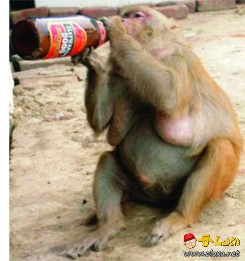 drunk-animals-14