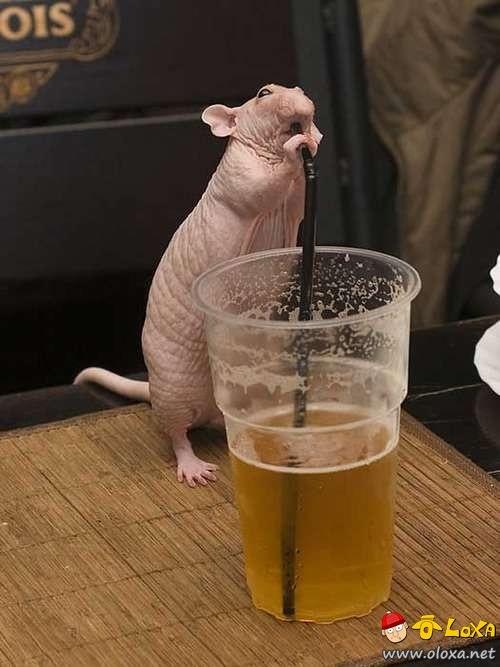drunk-animals-18