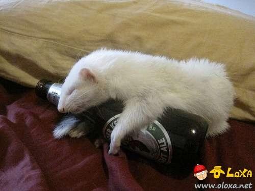 drunk-animals-19