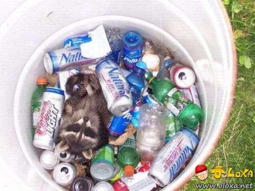 drunk-animals-21