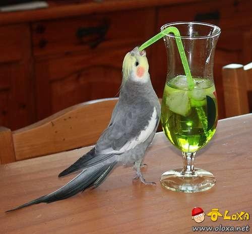drunk-animals-22