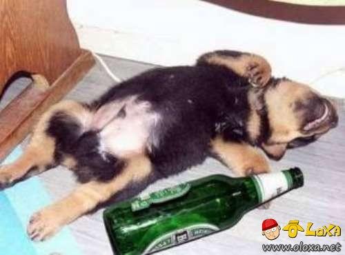 drunk-animals-25