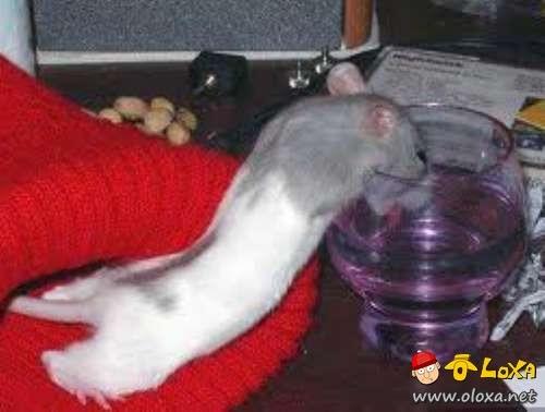 drunk-animals-26