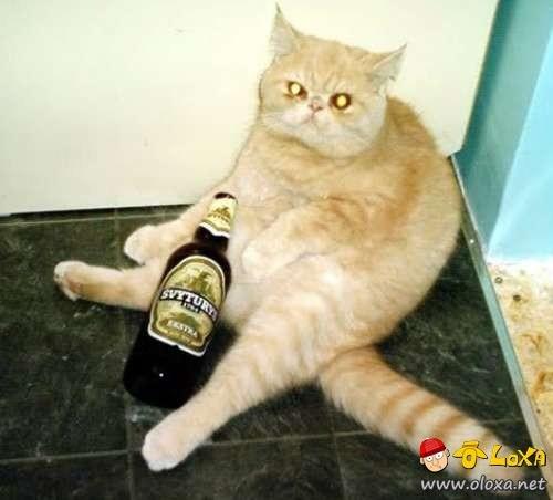 drunk-animals-27