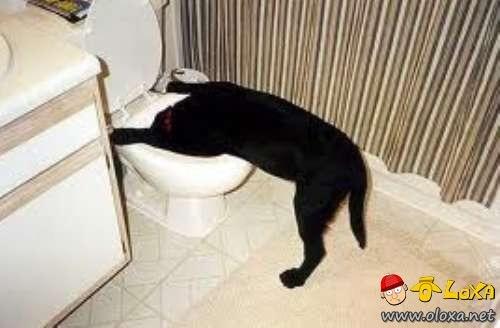 drunk-animals-29