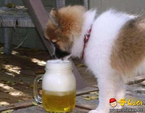 drunk-animals-2