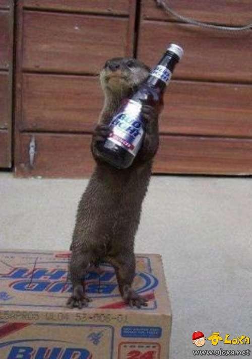 drunk-animals-3