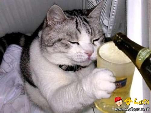 drunk-animals-6