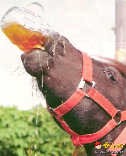 drunk-animals-8