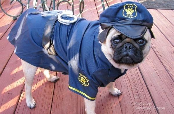 enhanced buzz 3161 1331242176 14