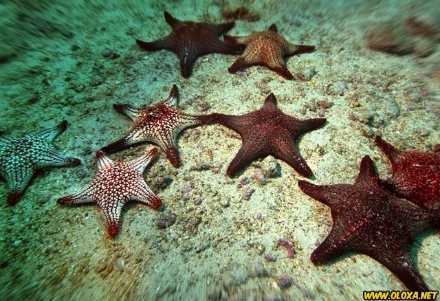 estrelas-do-mar