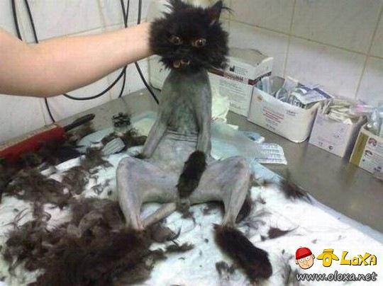 Gato na estética ou vítima da lenda? A cara dele responde.