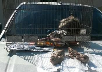 gambás temperados encontrados em restaurante (2)