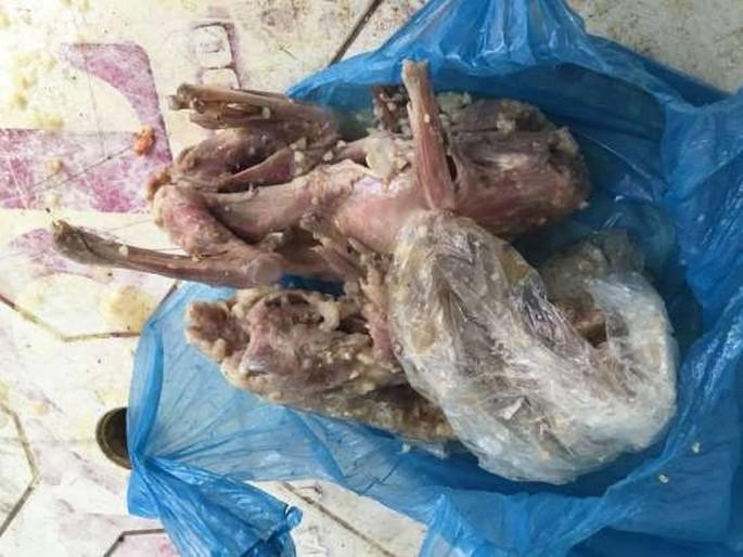 gambás temperados encontrados em restaurante