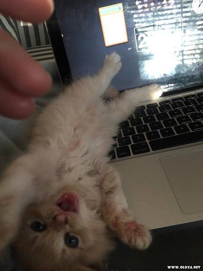 gatos simplesmente sendo gatos 13