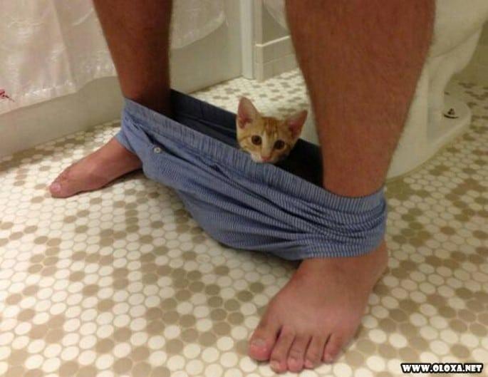 gatos simplesmente sendo gatos 14