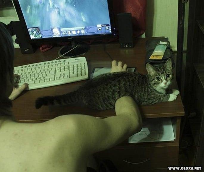 gatos simplesmente sendo gatos 3